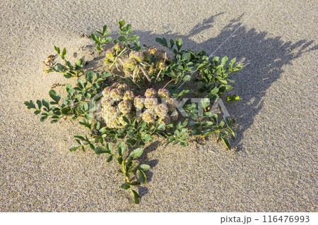 夏の鳥取砂丘と砂丘植物 鳥取県 鳥取砂丘 ハマボウフウ 116476993