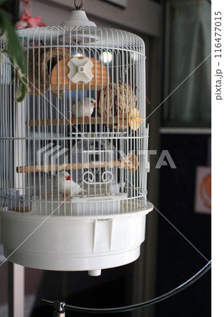 おしゃれなカフェの鳥籠 116477015