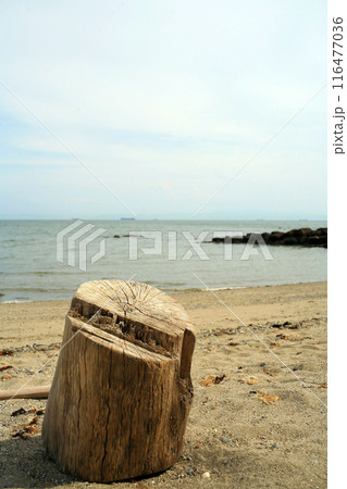 砂浜の流木 116477036
