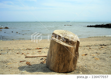 砂浜の流木 砂浜の流木 116477037