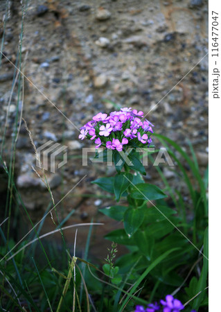 海岸のハマナデシコ 116477047