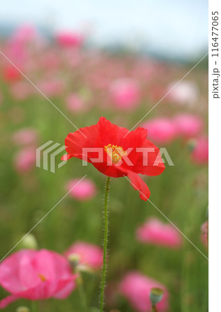 赤いポピーの花 116477065