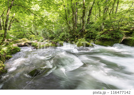 夏の奥入瀬渓流　阿修羅の流れ　青森県十和田市 116477142
