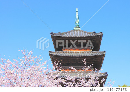 愛知県名古屋市、満開の桜と八事山興正寺五重塔の風景 116477178