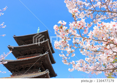 愛知県名古屋市、満開の桜と八事山興正寺五重塔の風景 116477179