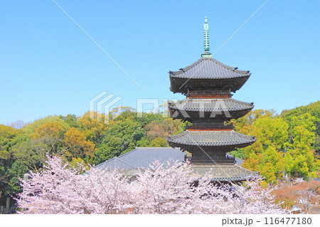 愛知県名古屋市、満開の桜と八事山興正寺五重塔の風景 愛知県名古屋市、満開の桜と八事山興正寺五重塔の風景 116477180