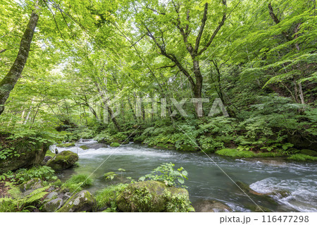 夏の奥入瀬渓流 石ヶ戸の瀬 青森県十和田市 夏の奥入瀬渓流 石ヶ戸の瀬 青森県十和田市 116477298