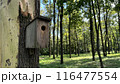 Homemade wooden bird feeder for birds in a dense forest, caring for birds in the forest, helping forest animals, outdoor bird house 116477554
