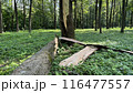 Fallen tree in clearing after thunderstorm against the backdrop of green forest, fallen tree with protruding bark in sunny summer forest in forest after a storm 116477557