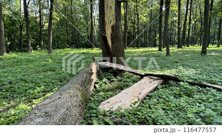 Fallen tree in clearing after thunderstorm against the backdrop of green forest, fallen tree with protruding bark in sunny summer forest in forest after a storm Fallen tree in clearing after thunderstorm against the backdrop of green forest, fallen tree with protruding bark in sunny summer forest in forest after a storm 116477557