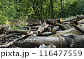 Dump of tree stumps against the background of the forest, pile of fallen trees in summer sunny green forest 116477559