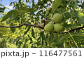 Unripe walnuts in green peel on tree, green walnuts of milky ripeness on branch in sunny weather, pericarp walnuts in green peel growing on tree 116477561