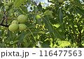 Unripe walnut in green peel against the background of tree leaves, growing walnut close-up on branch 116477563