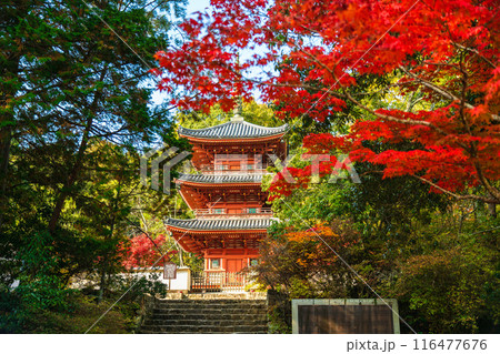 宝福寺三重塔の紅葉 116477676