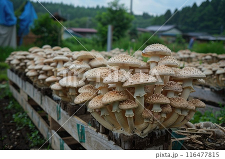 Shiitake mushrooms being cultivated the traditional organic way Shiitake mushrooms being cultivated the traditional organic way 116477815