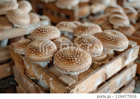 Shiitake mushrooms being cultivated the traditional organic way 116477816