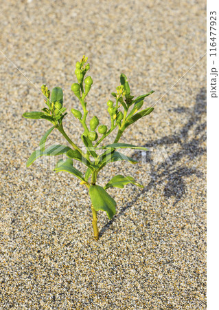 夏の鳥取砂丘と砂丘植物 鳥取県 鳥取砂丘 オニハマダイコン 夏の鳥取砂丘と砂丘植物 鳥取県 鳥取砂丘 オニハマダイコン 116477923