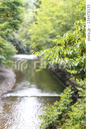 伊勢神宮の境内の川と木々 伊勢神宮の境内の川と木々 116478135