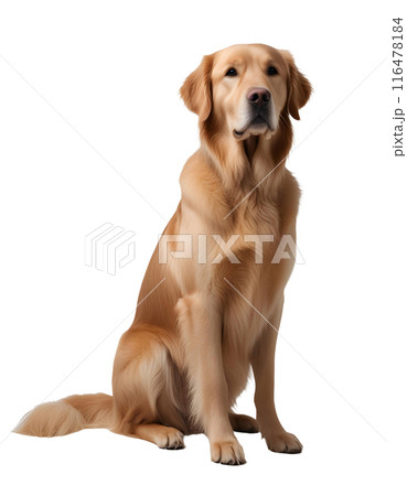 お座りしているかわいい犬(背景透過)アルファチャンネル付PNG AI生成の