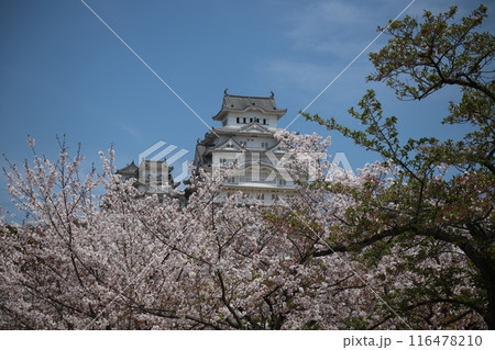 桜に包まれた春の城 116478210