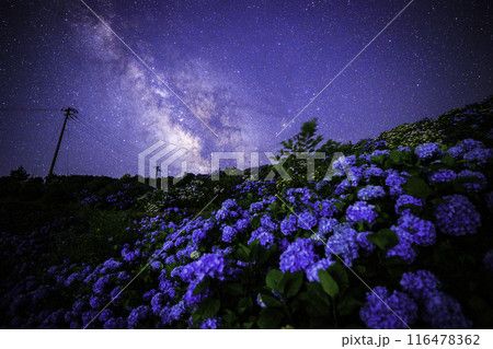 《徳島県》大川原高原からの天の川と紫陽花 116478362