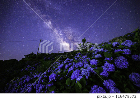 《徳島県》大川原高原からの天の川と紫陽花 116478372
