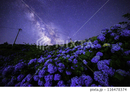 《徳島県》大川原高原からの天の川と紫陽花 116478374