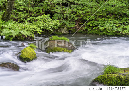 夏の奥入瀬渓流 石ヶ戸の瀬 青森県十和田市 夏の奥入瀬渓流 石ヶ戸の瀬 青森県十和田市 116478375