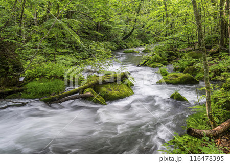 夏の奥入瀬渓流 石ヶ戸の瀬 青森県十和田市 夏の奥入瀬渓流 石ヶ戸の瀬 青森県十和田市 116478395