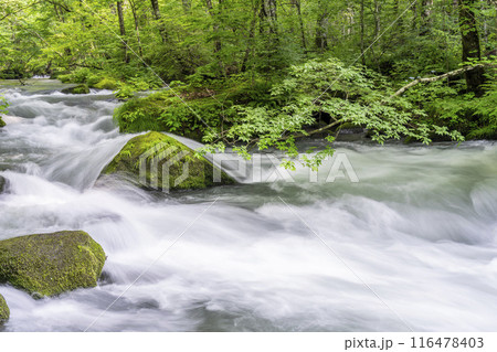 夏の奥入瀬渓流 石ヶ戸の瀬 青森県十和田市 夏の奥入瀬渓流 石ヶ戸の瀬 青森県十和田市 116478403