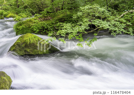 夏の奥入瀬渓流 石ヶ戸の瀬 青森県十和田市 夏の奥入瀬渓流 石ヶ戸の瀬 青森県十和田市 116478404