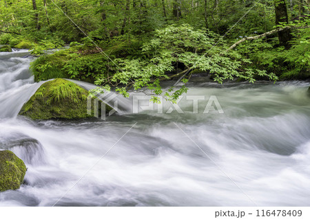 夏の奥入瀬渓流 石ヶ戸の瀬 青森県十和田市 夏の奥入瀬渓流 石ヶ戸の瀬 青森県十和田市 116478409