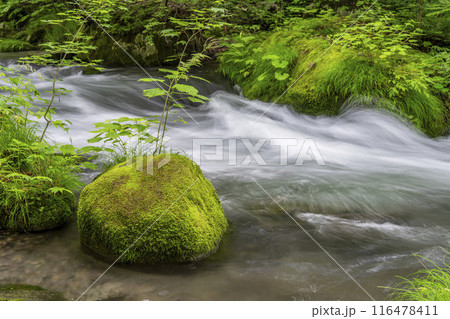 夏の奥入瀬渓流 石ヶ戸の瀬 青森県十和田市 夏の奥入瀬渓流 石ヶ戸の瀬 青森県十和田市 116478411