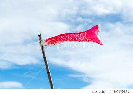 強風で激しく水平になびく引退した鯉のぼりを利用した吹き流し 116478427