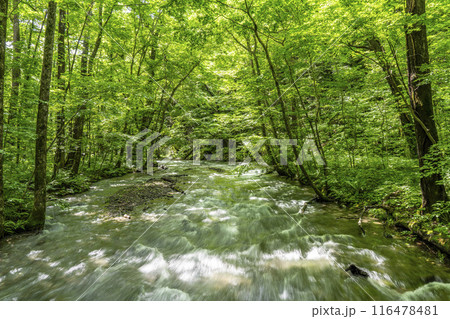 夏の奥入瀬渓流 奥入瀬川の流れ 青森県十和田市 夏の奥入瀬渓流 奥入瀬川の流れ 青森県十和田市 116478481