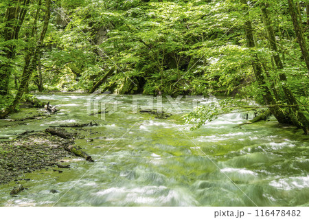 夏の奥入瀬渓流　奥入瀬川の流れ　青森県十和田市 116478482