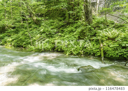 夏の奥入瀬渓流　奥入瀬川の流れ　青森県十和田市 116478483