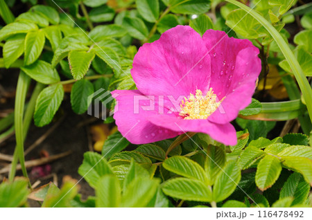 ハマナス 116478492