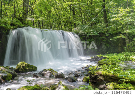 夏の奥入瀬渓流　銚子大滝　青森県十和田市 116478493