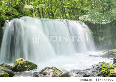 夏の奥入瀬渓流　銚子大滝　青森県十和田市 116478495