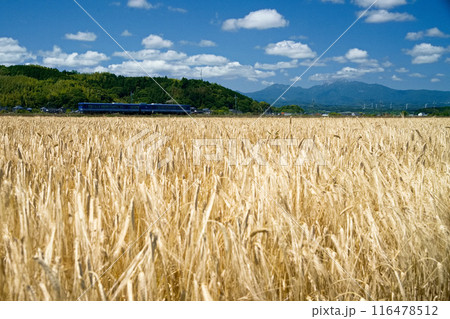大山の恵みを横目に 116478512