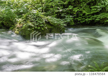 夏の奥入瀬渓流　奥入瀬川の流れ　青森県十和田市 116478564