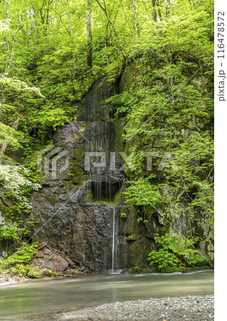 夏の奥入瀬渓流　千筋の滝　青森県十和田市 116478572