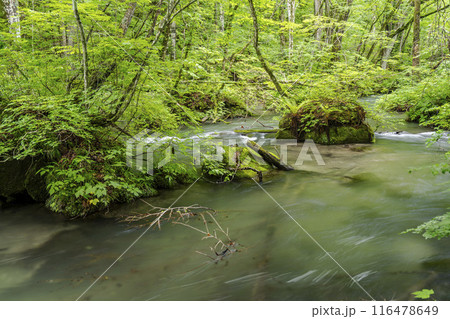 夏の奥入瀬渓流　飛金の流れ　青森県十和田市 116478649