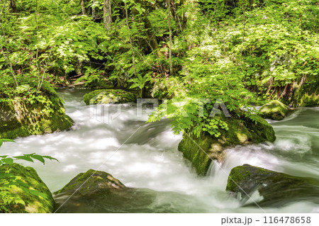 夏の奥入瀬渓流　飛金の流れ　青森県十和田市 116478658