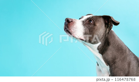 Attentive Pitbull Blue dog looking away in blue studio Attentive Pitbull Blue dog looking away in blue studio 116478768