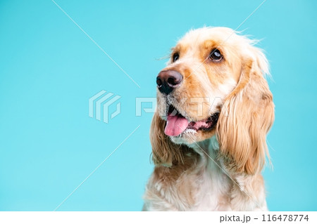 Cute Cocker Spaniel dog looking away in blue studio 116478774