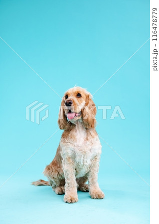 Cute Cocker Spaniel dog sitting on blue studio Cute Cocker Spaniel dog sitting on blue studio 116478779