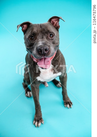 Adorable American Pitbull dog in blue studio 116478796