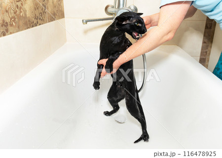 Black funny cat wet in bath 116478925